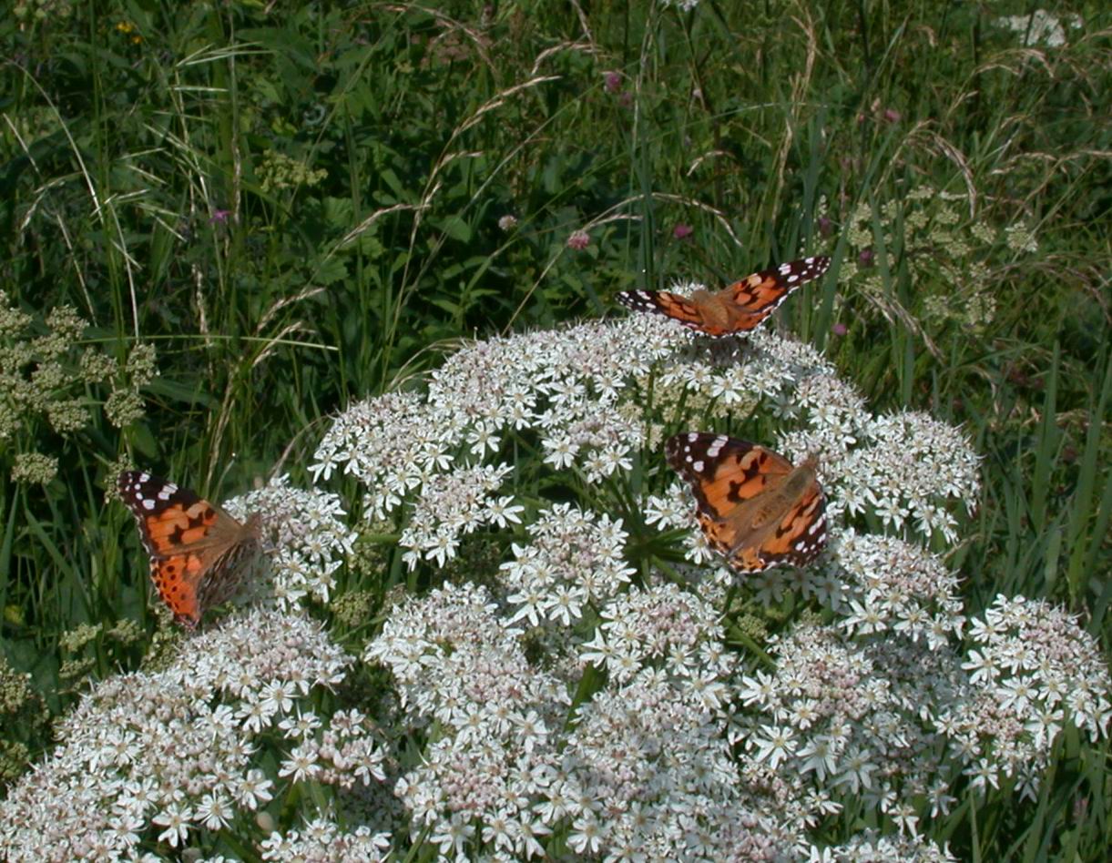 Vanessa cardui